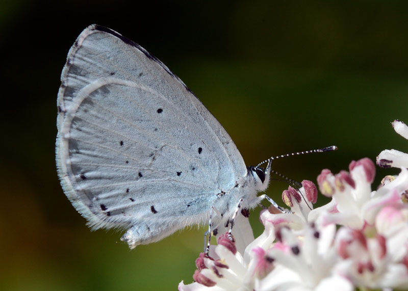 Celastrina argiolus ?